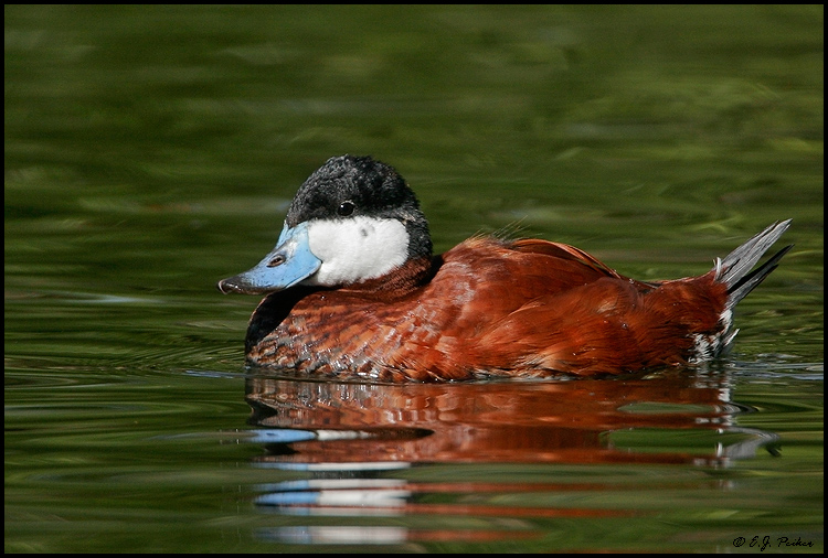 Ruddy Duck, Phoenix, AZ