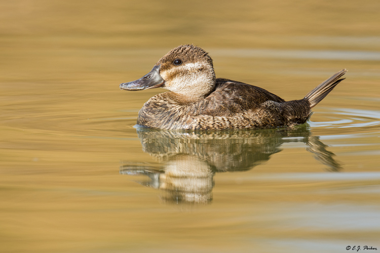Ruddy Duck, Gilbert, AZ