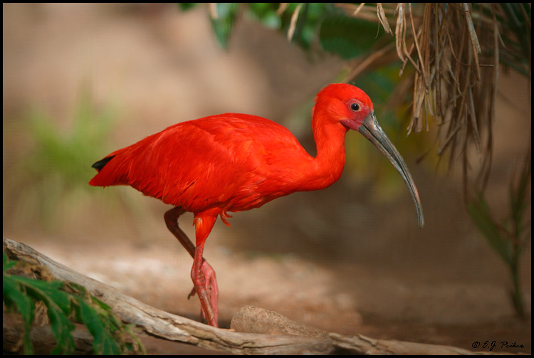 Scarlet Ibis (captive)