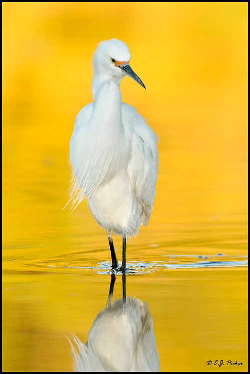 Snowy Egret, Gilbert, AZ