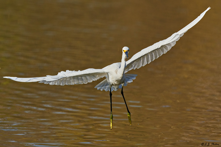 Snowy Egret, Gilbert, AZ