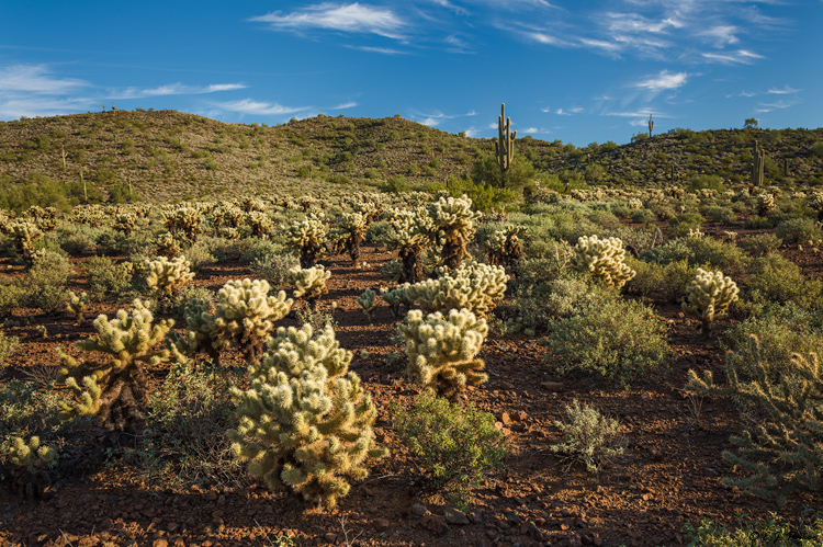 Sonoran Desert Preserve, AZ