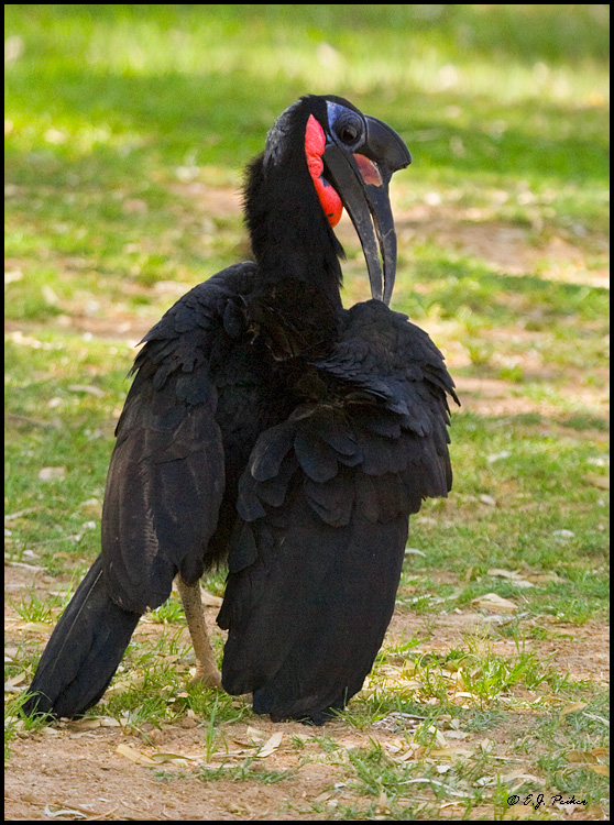 Abyssinian Ground Hornbill, Litchfield Park, FL