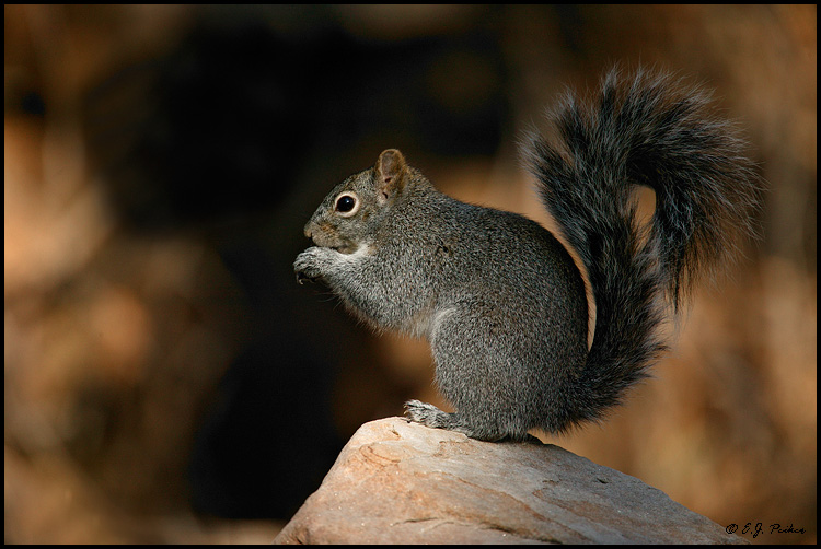 Gray Squirrel, Pine, AZ