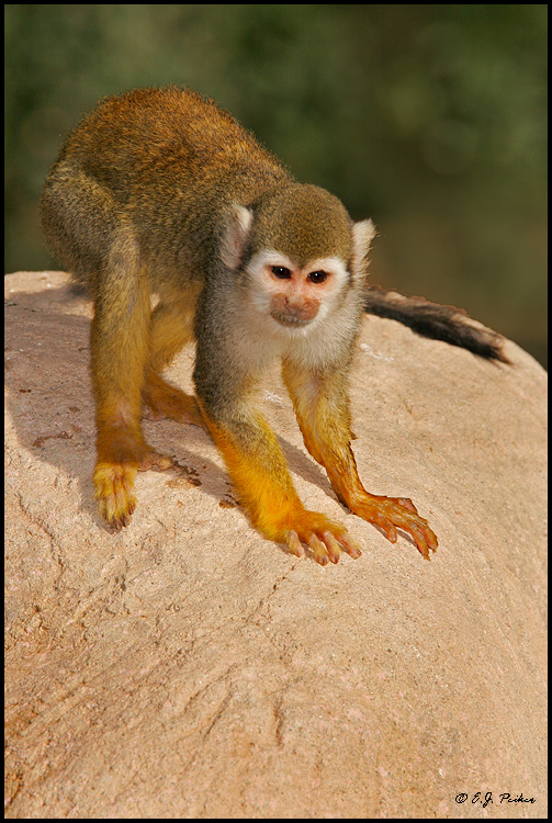 Spider Monkey (c), Litchfield Park, AZ