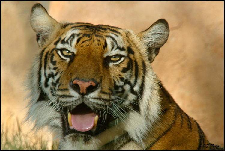 Sumatran Tiger, Phoenix, AZ (captive)