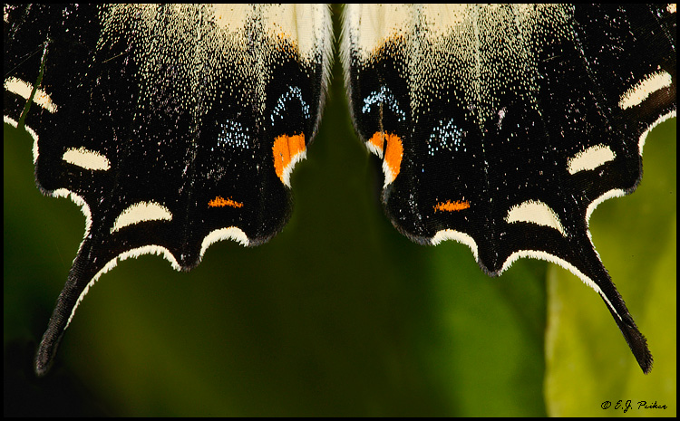 Tiger Swallowtail, Phoenix, AZ