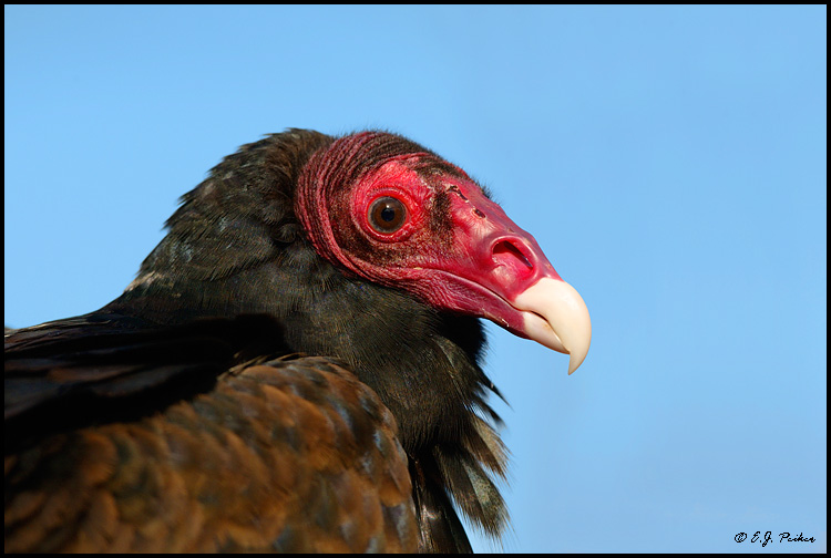 Turkey Vulture, Phoenix, AZ (captive)