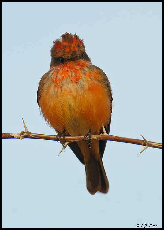 Vermilion Flycatcher, Gilbert, AZ