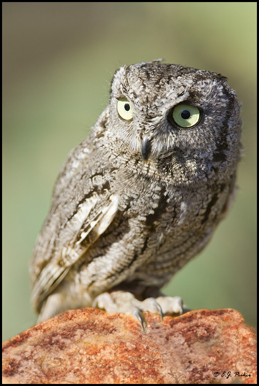 Western Screech Owl, Tucson, AZ