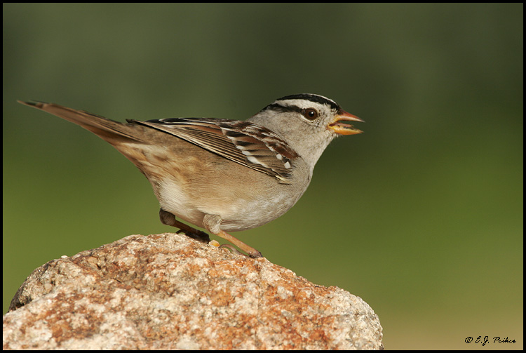 White-crowned Sparrow, Glendale, AZ