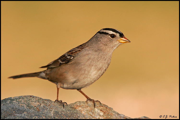 White-crowned Sparrow, Glendale, AZ