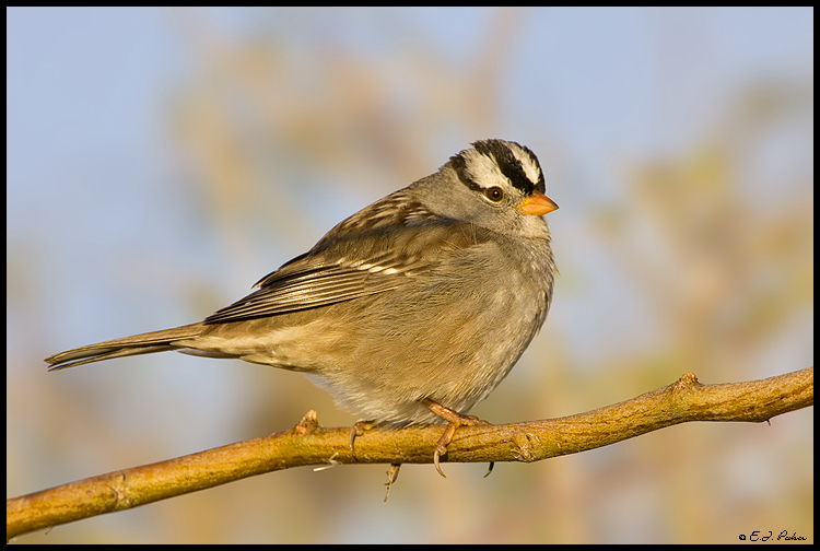 White-crowned Sparrow, Gilbert, AZ