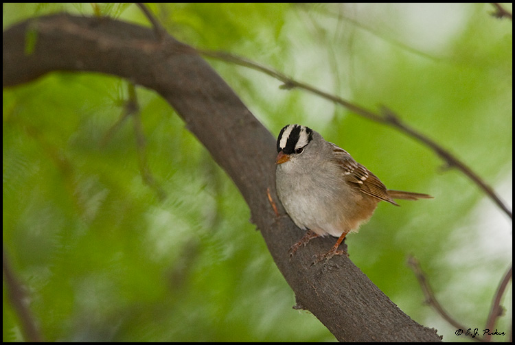 White-crowned Sparrow, Superior, AZ