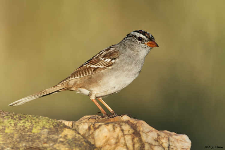 White-crowned Sparrow, AZ