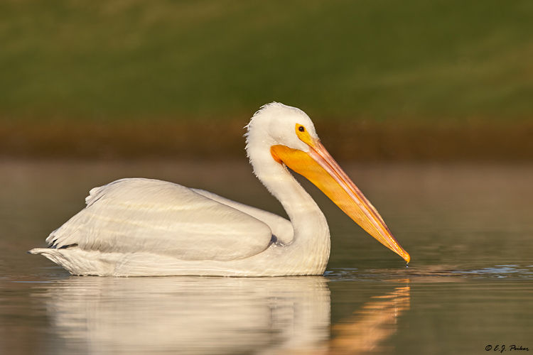 White Pelican, Chandler, AZ