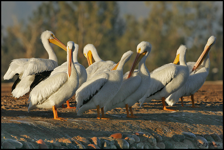 White Pelican, Chandler, AZ