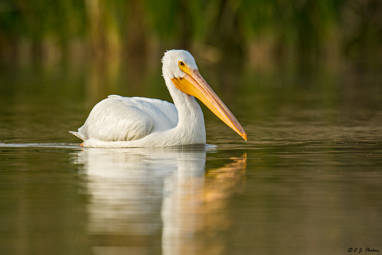 White Pelican, Gilbert, AZ