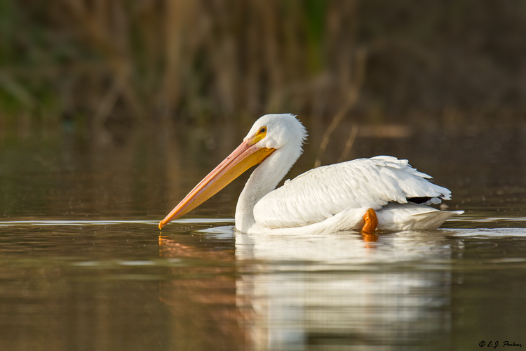 White Pelican, Gilbert, AZ