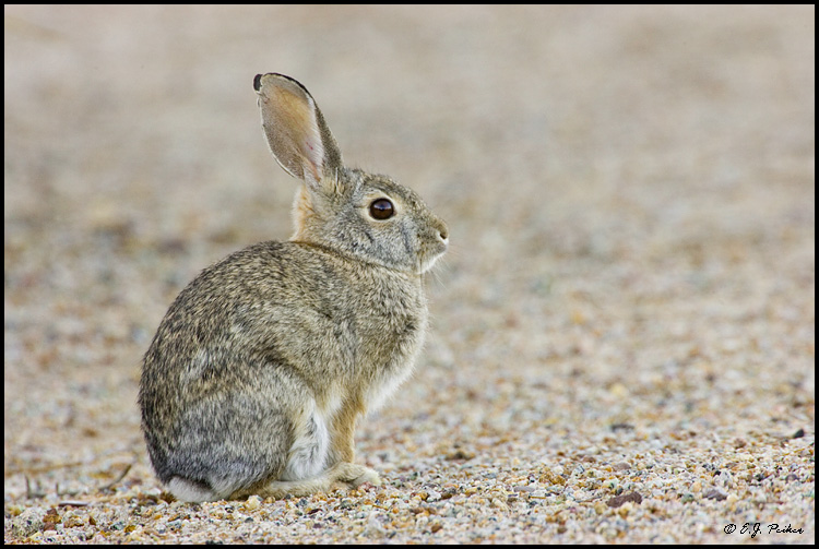Cottontailed Rabbit, Gilbert, AZ