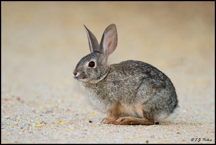 Cottontailed Rabbit, Gilbert, AZ