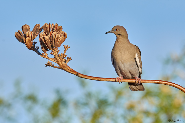 White-winged Dove, Amado, AZ