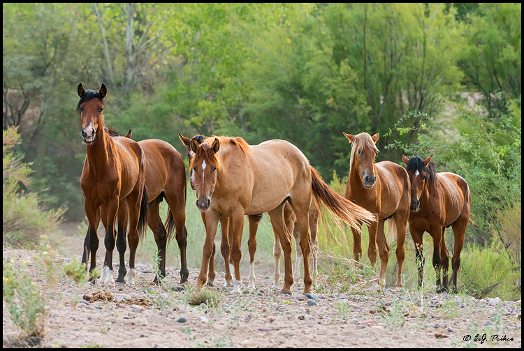 Wild Horse (Mustang), AZ