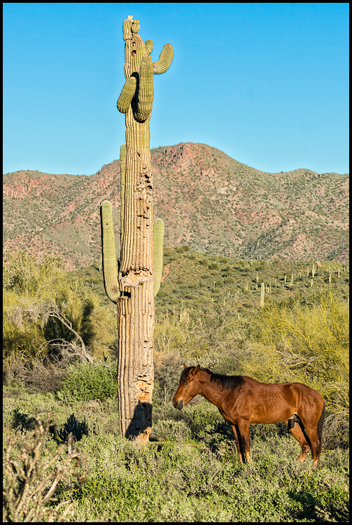 Wild Horse (Mustang), AZ