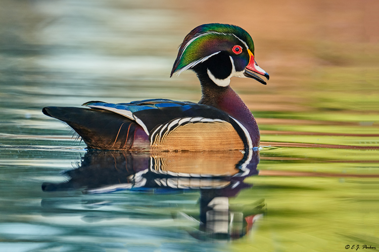 Wood Duck, Tempe, AZ