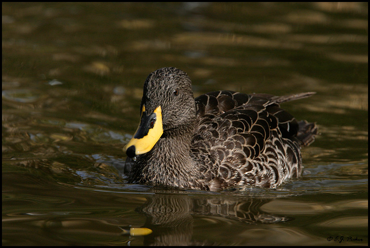 Yellow-billed Duck (captive), Phoenix, AZ