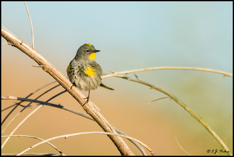Yellow-rumped Warbler, Nogales, AZ