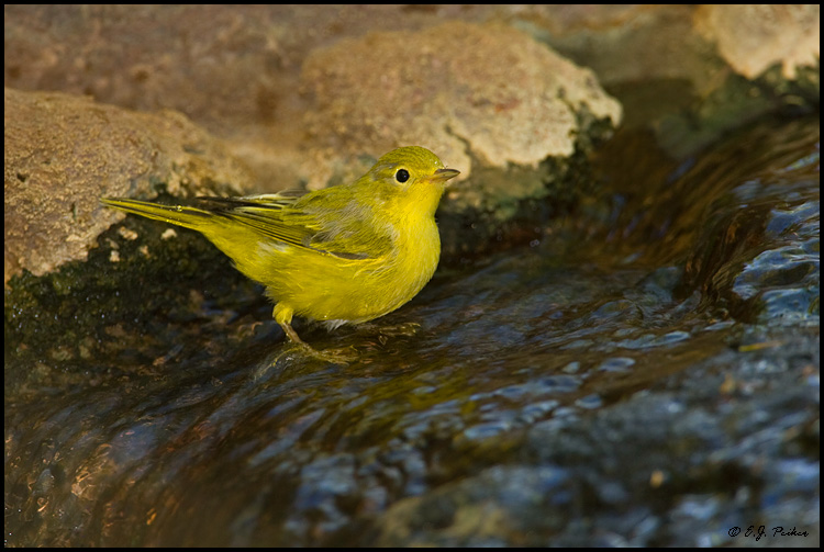 Yellow Warbler, Superior, AZ
