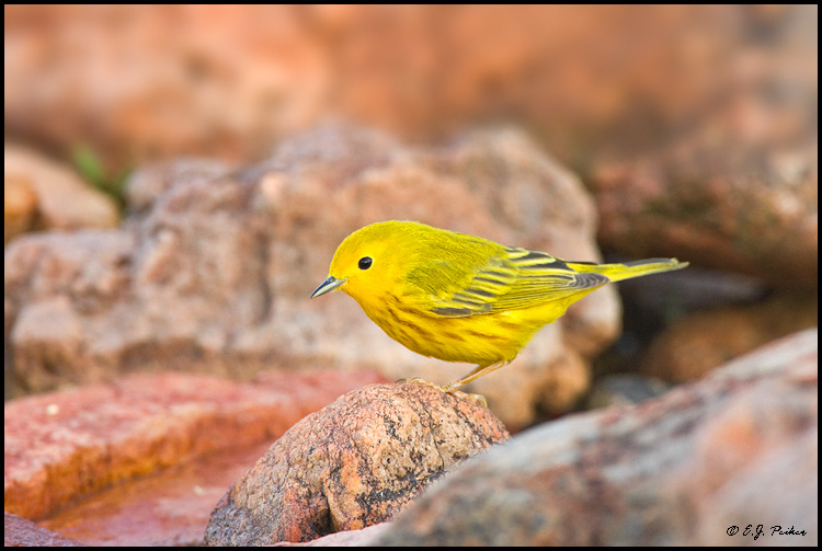 Yellow Warbler, Amado, AZ