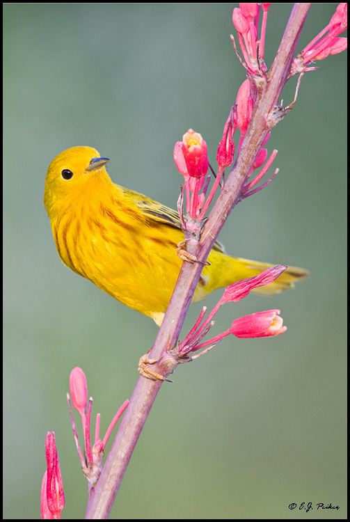 Yellow Warbler, Amado, AZ