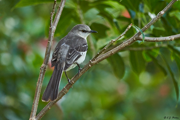Bahama Mockingbird, New Providence Island, Bahamas