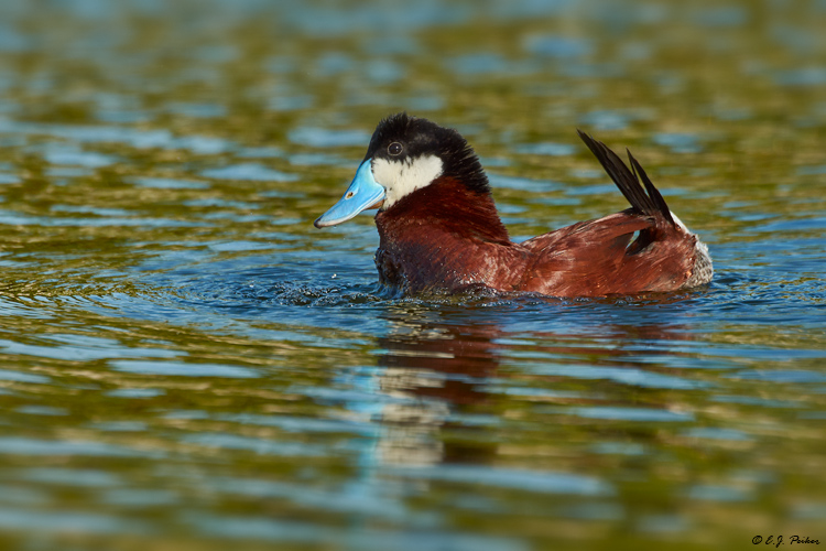 Ruddy Duck, Great Exuma, Bahamas