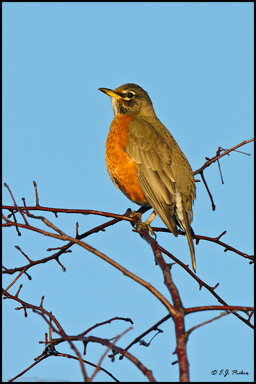 American Robin, Boundary Bay, BC