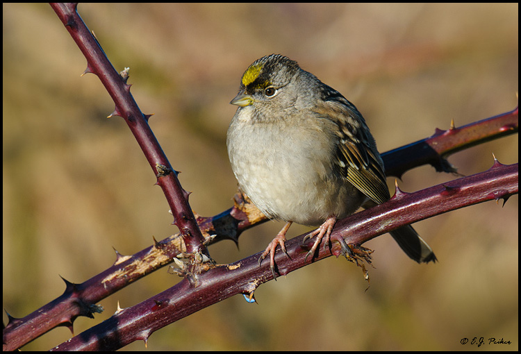 Golden-crowned Sparrow, Boundary Bay, BC