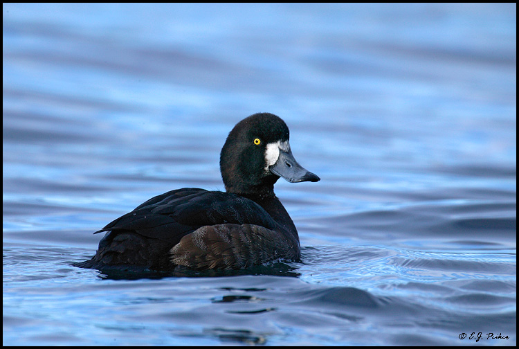 Greater Scaup, Vancouver, BC