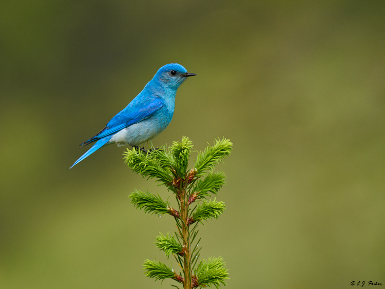 Mountain Bluebird, Kamllops, BC