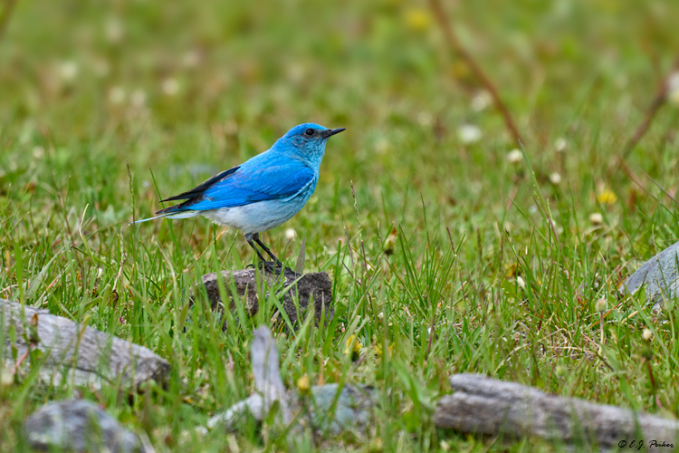 Mountain Bluebird, Kamllops, BC