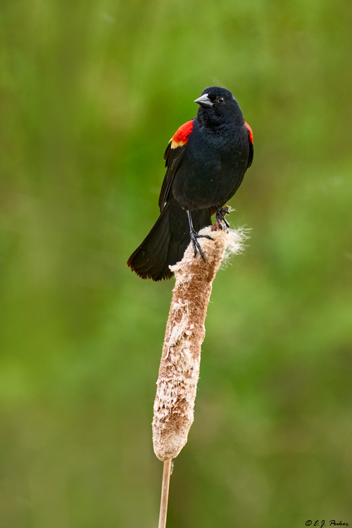Red-winged Blackbird, Kamloops, BC