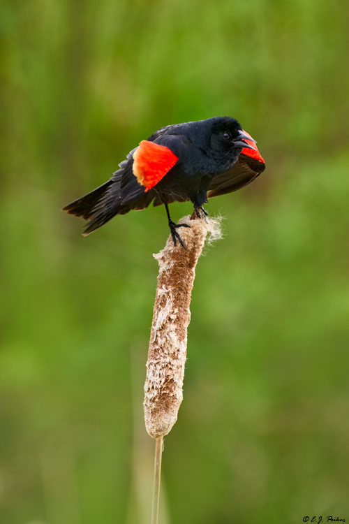 Red-winged Blackbird, Kamloops, BC