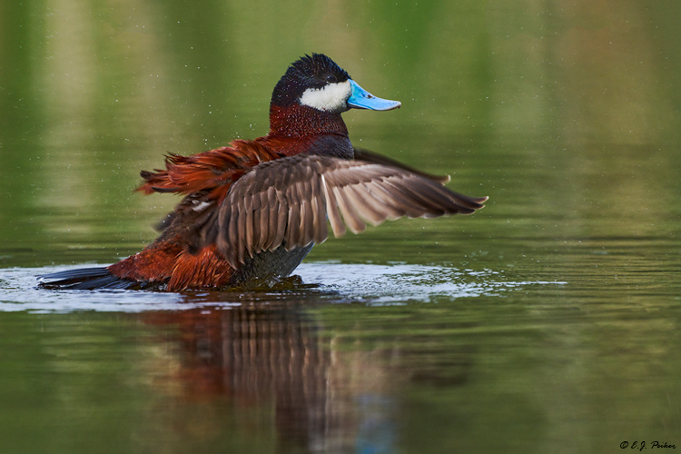 Ruddy Duck, Kamloops, BC