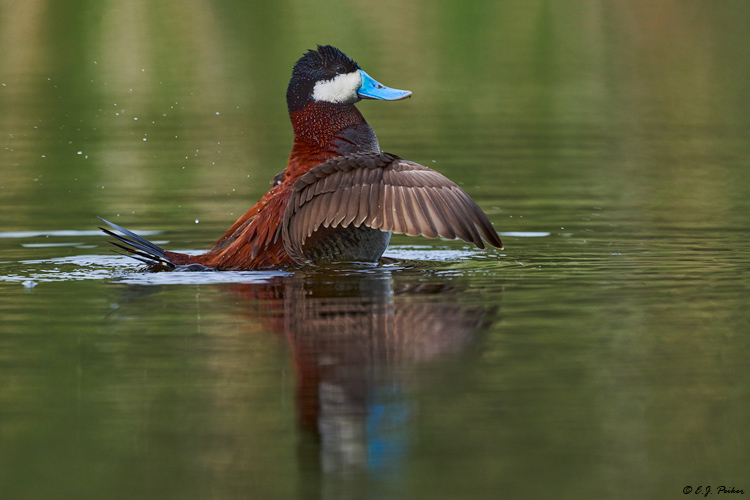Ruddy Duck, Kamloops, BC