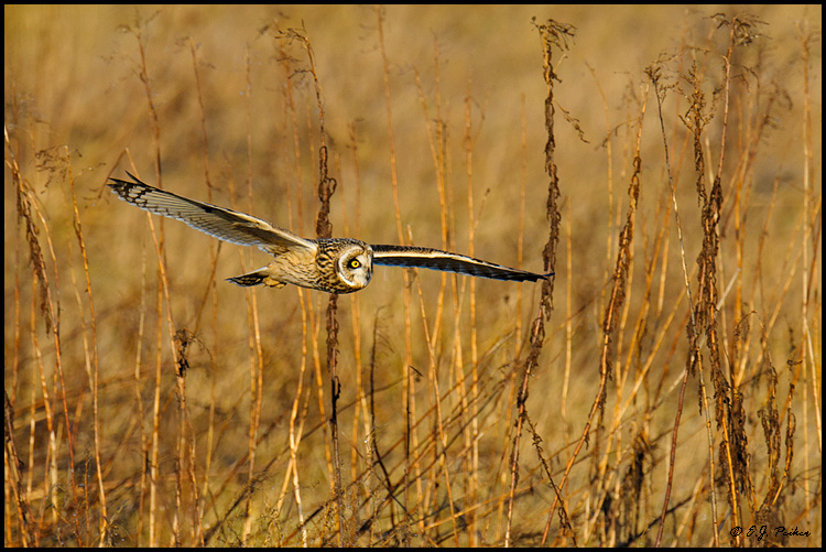 Short-eared Owl, Boundary Bay, BC