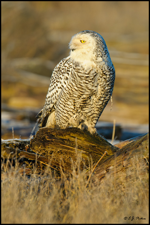 Snowy Owl, Boundary Bay, BC