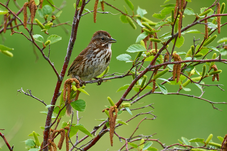 Song Sparrow, Kamloops, BC