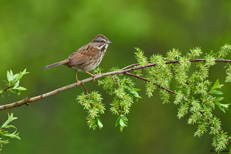 Song Sparrow, Kamloops, BC