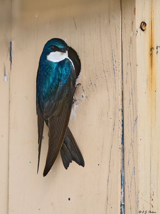 Tree Swallow, Kamloops, BC